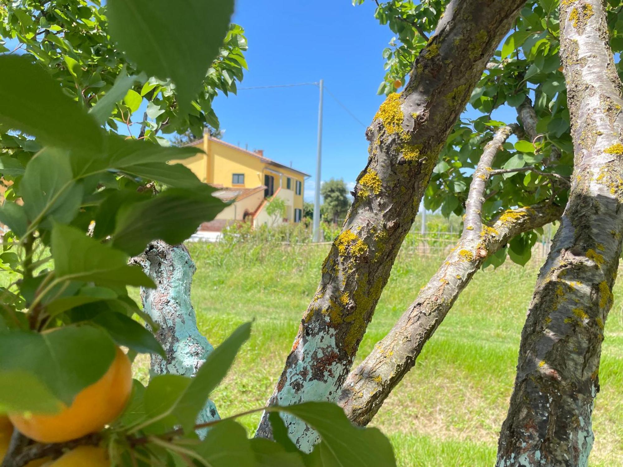 Il Leccio Agriturismo Fiorino Ngoại thất bức ảnh
