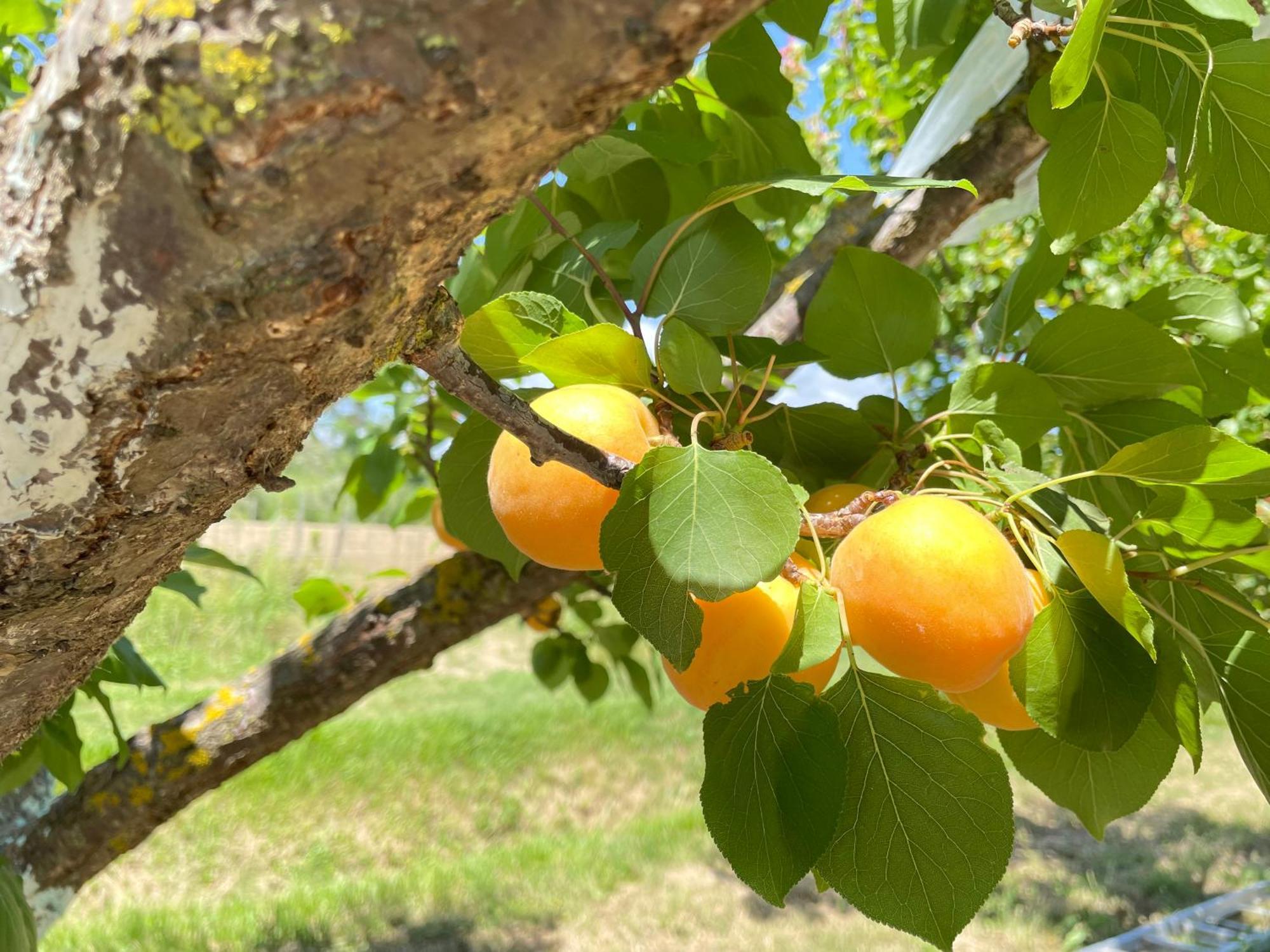 Il Leccio Agriturismo Fiorino Ngoại thất bức ảnh