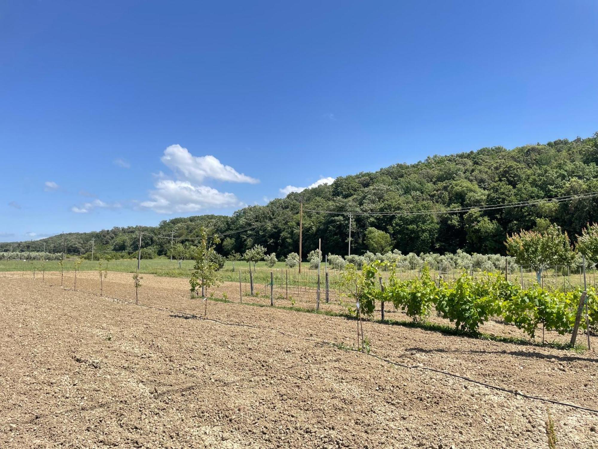 Il Leccio Agriturismo Fiorino Ngoại thất bức ảnh