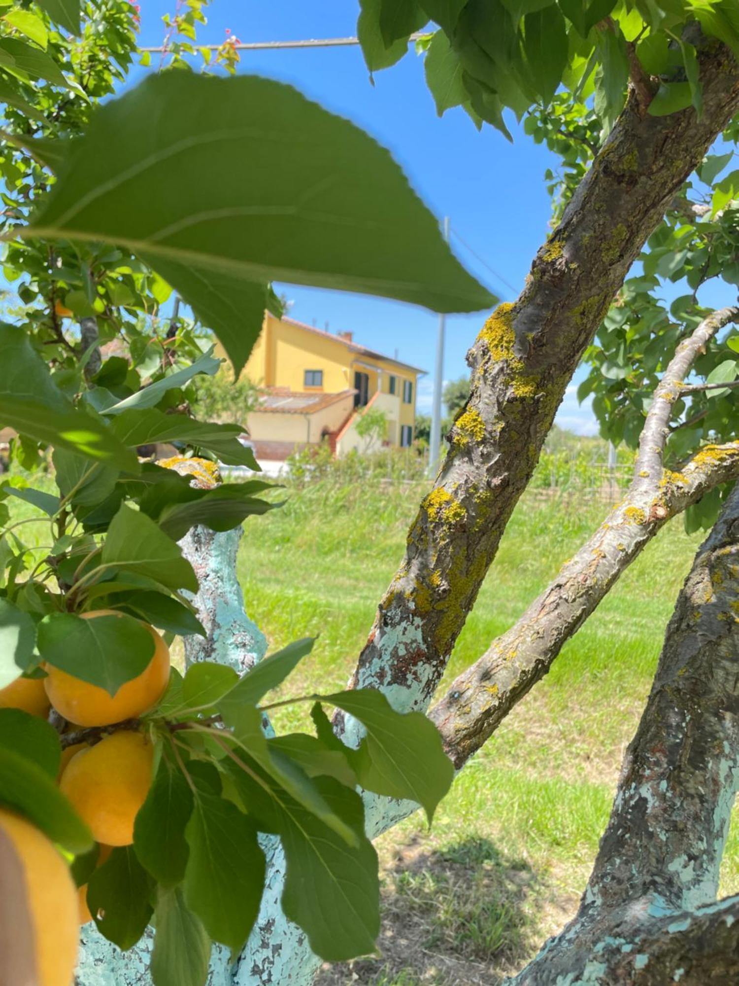 Il Leccio Agriturismo Fiorino Ngoại thất bức ảnh