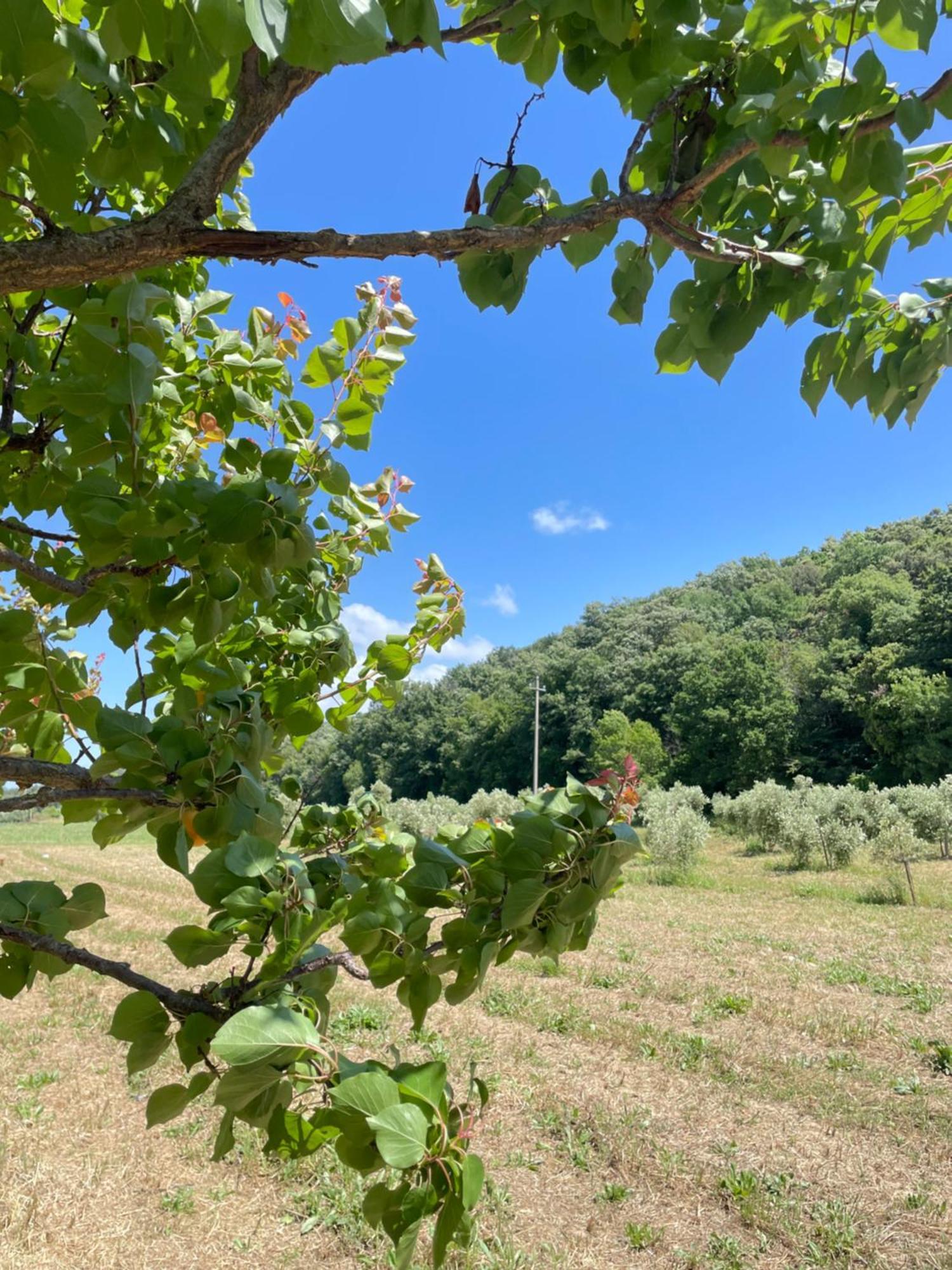 Il Leccio Agriturismo Fiorino Ngoại thất bức ảnh